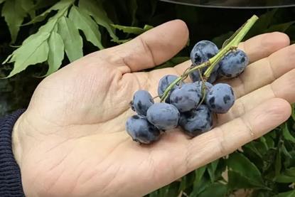 Hortifrut blueberries on the vine