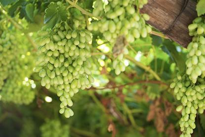 Hex River Valley table grapes South Africa Adobe Stock