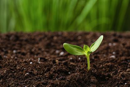 Plant in soil
