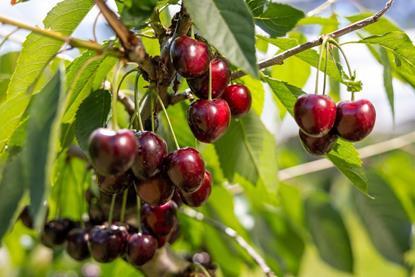 Swiss Fruit Association cherries