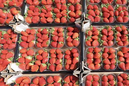 Spanish strawberries in cartons