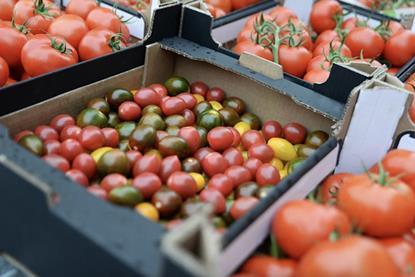 Hazera tomatoes