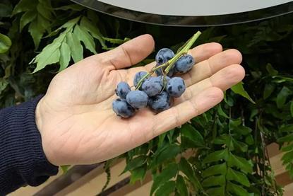 traubenfoermige heidelbeere - frutas de chile