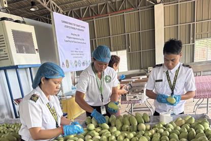 Guimaras mangoes photo by Philippine Department of Agriculture BPIvGuimarasvNCRDPSC
