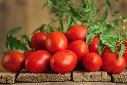 Roma tomatoes