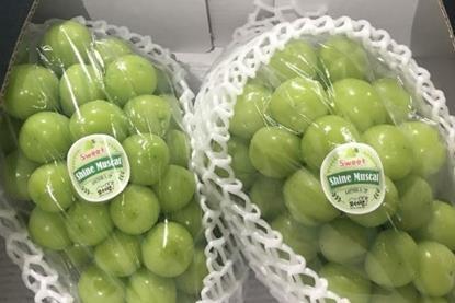 Korea Shine muscat 01-02.Shine muscat