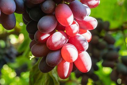 Chilean grapes C