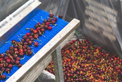 Central Otago cherries in pack house