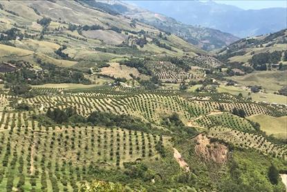 Colombian avocados