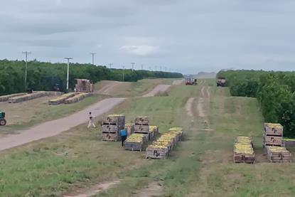 Argentine lemons Salix Fruits