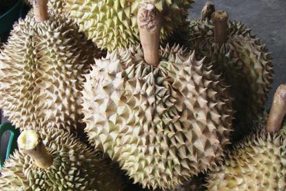 Thai durian