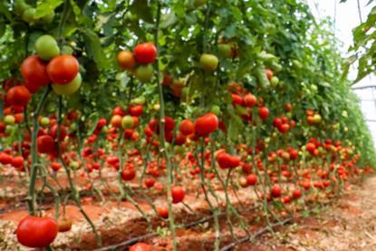 Greenhouse tomatoes