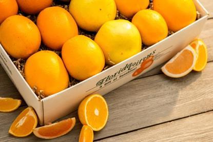 Florida Department of Citrus