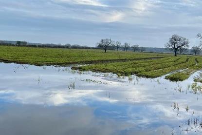 Flooded carrot field York 3