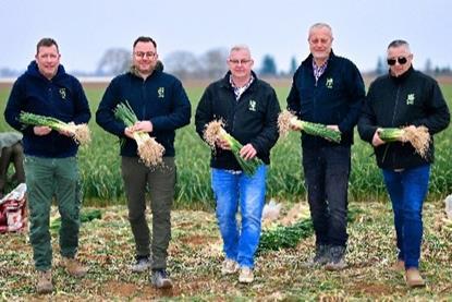 pfalz ernte bundzwiebel