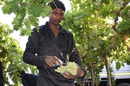Sahyadri Farms grapes