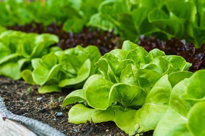 Lettuce field Adobe Stock