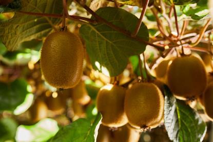Zespri Green