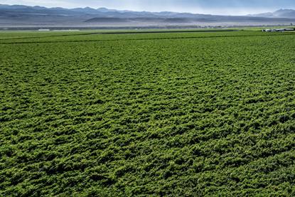 Namibia Aussenkehr grape production Adobe Stock