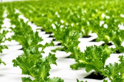 NE Staay iceberg leaf lettuce