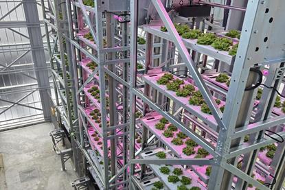 Urban Crop Solutions indoor farming leafy greens