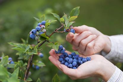 GEN Blueberries AdobeStock_54426492[1]