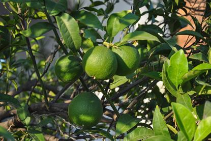 Persian limes