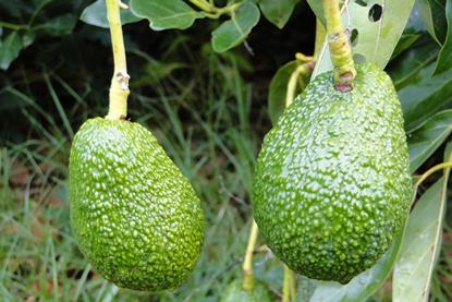 Neuseeland Bay of Plenty - Avocado Hass (17)