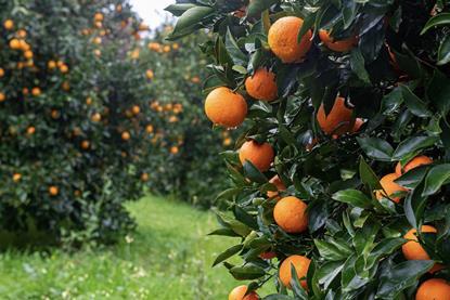 Orange Grove in rain Adobe Stock