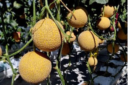 melonsgrownbyhomehillstudents