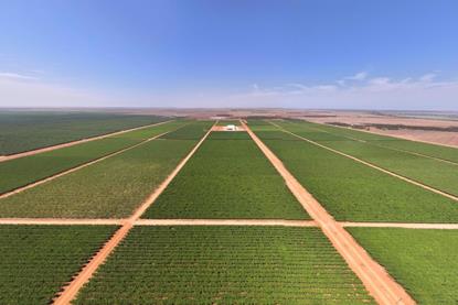Talia Farms Colliers