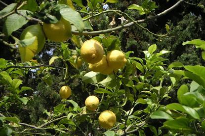 Zitronen am Baum