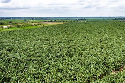 EC banana plantation