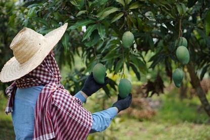 Thailand orchard mango worker labour picker AdobeStock_503690454