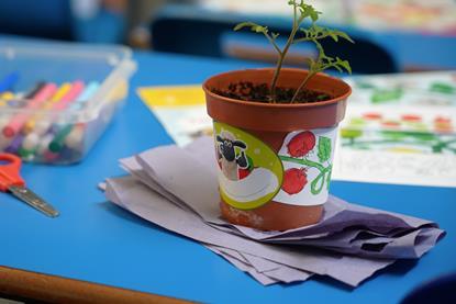 Primary schools kids are learning to grow tomatoes