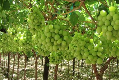 RSA licensed grapes