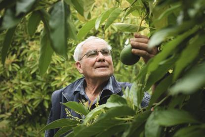 David Grey AvoGrey Greenskin