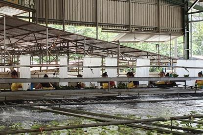 Costa Rican Bananas Corbana