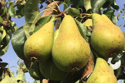 BE Conference pear