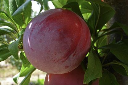South African plum on tree closeup