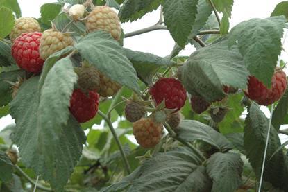 Himbeerproduktion - reife und unreife Himbeeren am Strauch