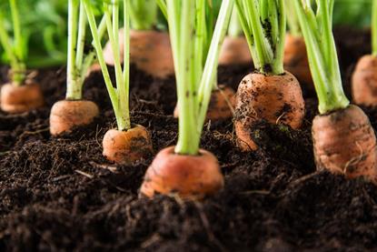 Huntapac is a major producer of carrots and parsnips