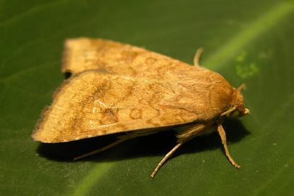 Baumwollkapseleule_Mario Waldburger agroscope
