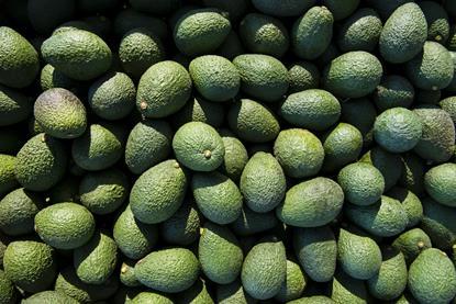 Hass Avocado Board Photo 1