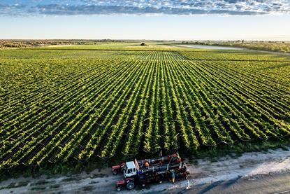 South African raisin landscape production and harvesting