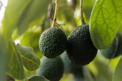 Pico avocados