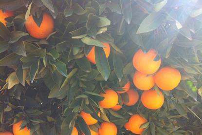 Tree with oranges