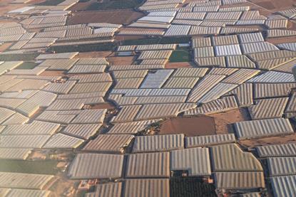 Large-scale Moroccan vegetable production Adobe Stock