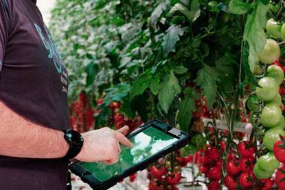 Greenhouse tomato grower