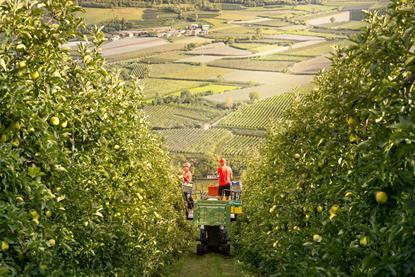 Vip Val Venosta apple orchard harvest